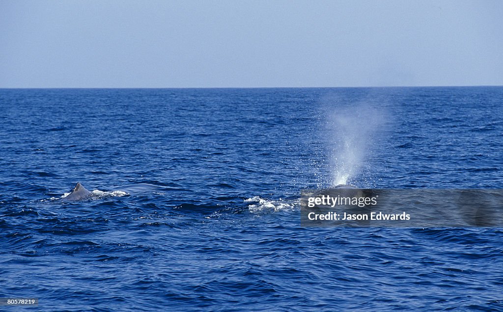 Continental Shelf off Eden, New South Wales, Australia.