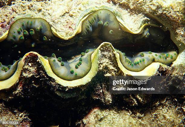 rawai beach, phuket, thailand. - animals with big lips stock pictures, royalty-free photos & images