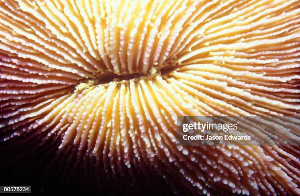 ton sai bay, phi phi don, phuket, thailand. - mushroom coral stock pictures, royalty-free photos & images