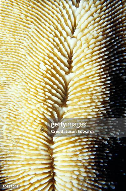 racha yai, home run, phuket, thailand. - mushroom coral stock pictures, royalty-free photos & images