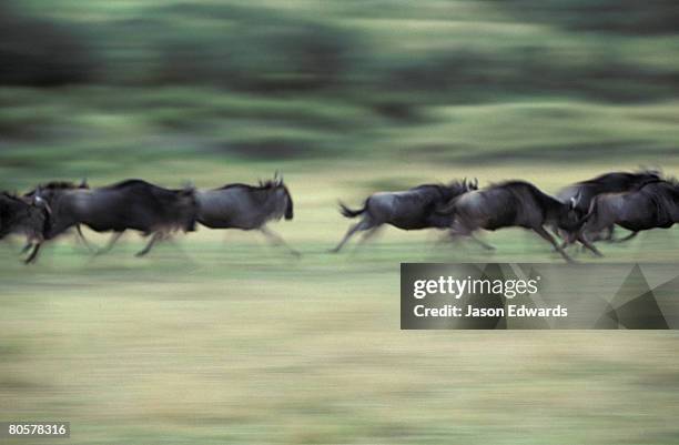 masai mara national park, kenya. - wildebeest stampede stock pictures, royalty-free photos & images