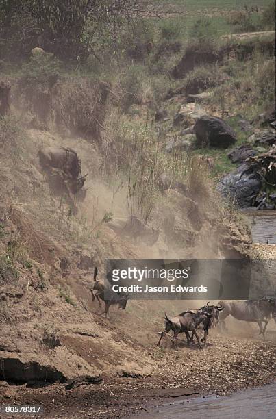 masai mara national park, kenya. - wildebeest stampede stock pictures, royalty-free photos & images