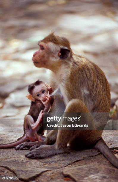 dambulla buddhist cave temple, sri lanka. - ugly monkey fotografías e imágenes de stock