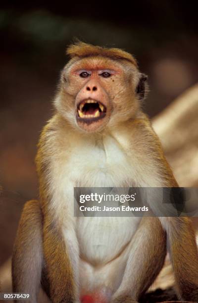 yala national park, sri lanka. - canine teeth stock pictures, royalty-free photos & images