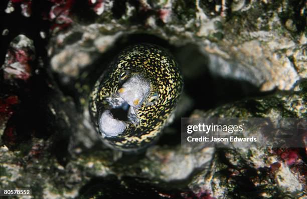 Moray Pattern Photos and Premium High Res Pictures - Getty Images
