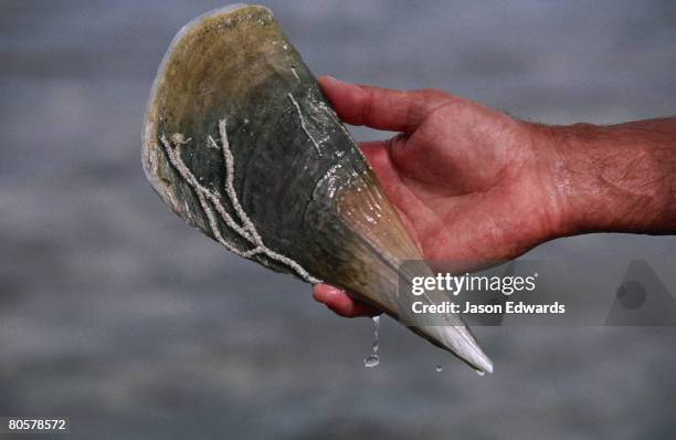 Razorfish Razor Razor Fish Photos and Premium High Res Pictures - Getty Images