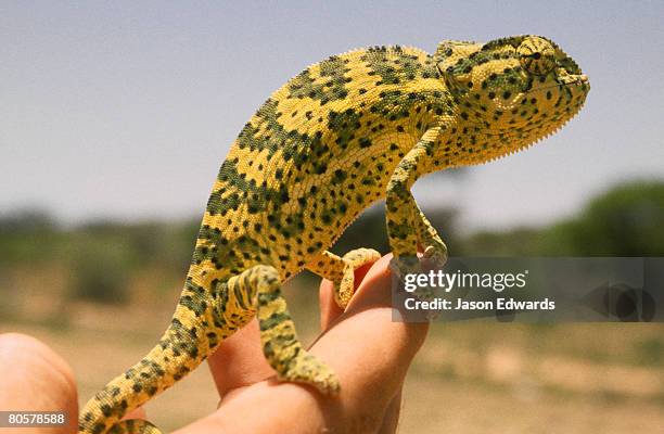 north of otjiwarongo, namibia. - otjiwarongo stock pictures, royalty-free photos & images