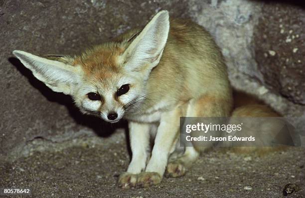 melbourne zoo, victoria, australia. - fuchspfote stock-fotos und bilder