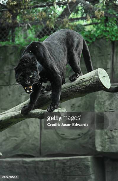 melbourne zoo, victoria, australia. - black leopard stock pictures, royalty-free photos & images
