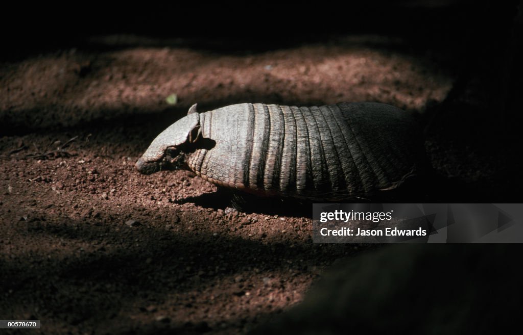 Melbourne Zoo, Victoria, Australia.