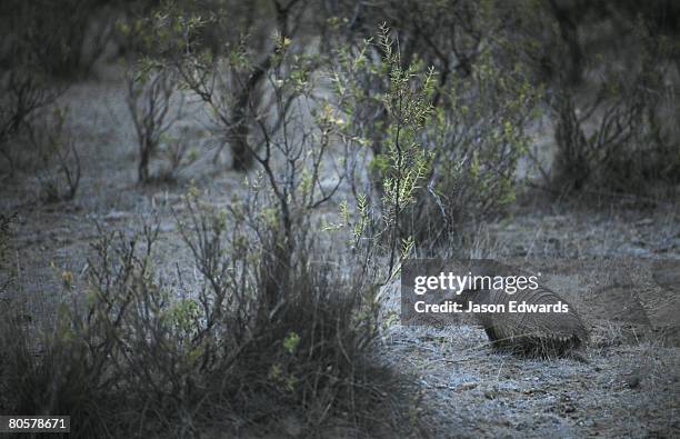 penninsula valdez, argentina. - scute stock pictures, royalty-free photos & images