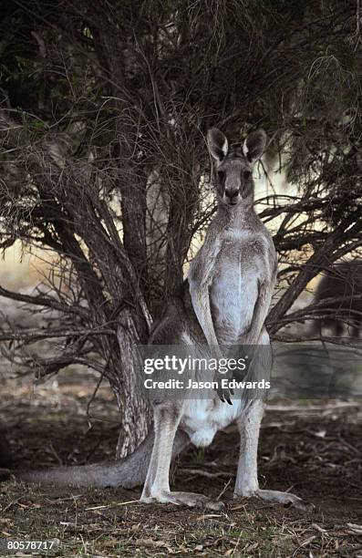 werribee zoo, victoria, australia. - werribee open range zoo stock-fotos und bilder