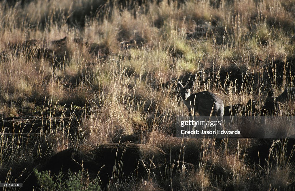 Flinders Ranges National Park, South Australia.