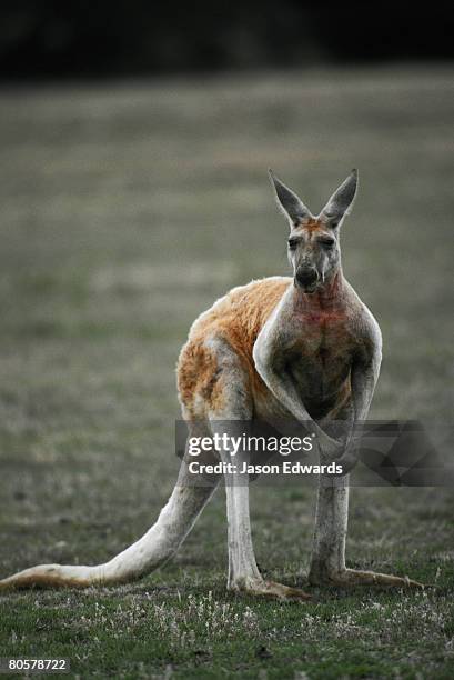 kyabrum fauna park, victoria, australia. - joey ogle by stock pictures, royalty-free photos & images