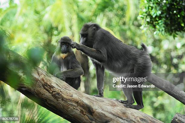 melbourne zoo, victoria, australia. - melbourne zoo stock pictures, royalty-free photos & images