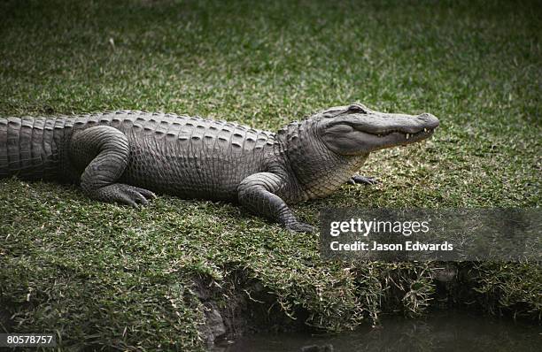 australian reptile park, gosford, new south wales, australia. - warmteregulatie stockfoto's en -beelden