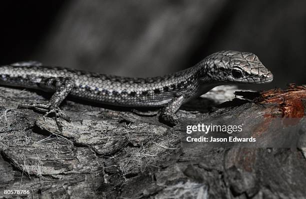 coongie lakes, innamincka regional reserve, south australia. - warmteregulatie stockfoto's en -beelden