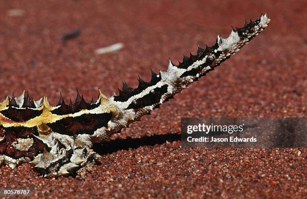 unnamed conservation park, south australia, australia. - diabo espinhoso imagens e fotografias de stock