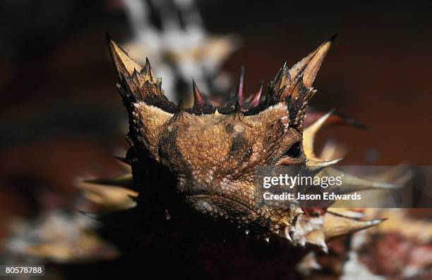 unnamed conservation park, south australia, australia. - diabo espinhoso imagens e fotografias de stock