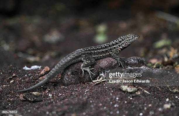 isla rabida, galapagos islands, ecuador. - warmteregulatie stockfoto's en -beelden