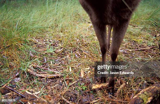 bunyip state park, victoria, australia. - bunyip stock pictures, royalty-free photos & images