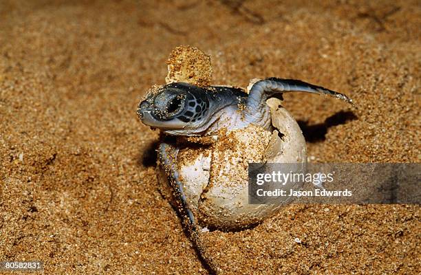 bentota, sri lanka. - hatchling stock pictures, royalty-free photos & images