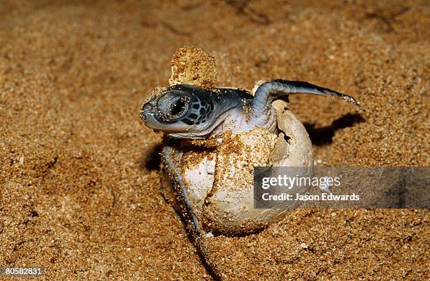 bentota, sri lanka. - green turtle stock pictures, royalty-free photos & images