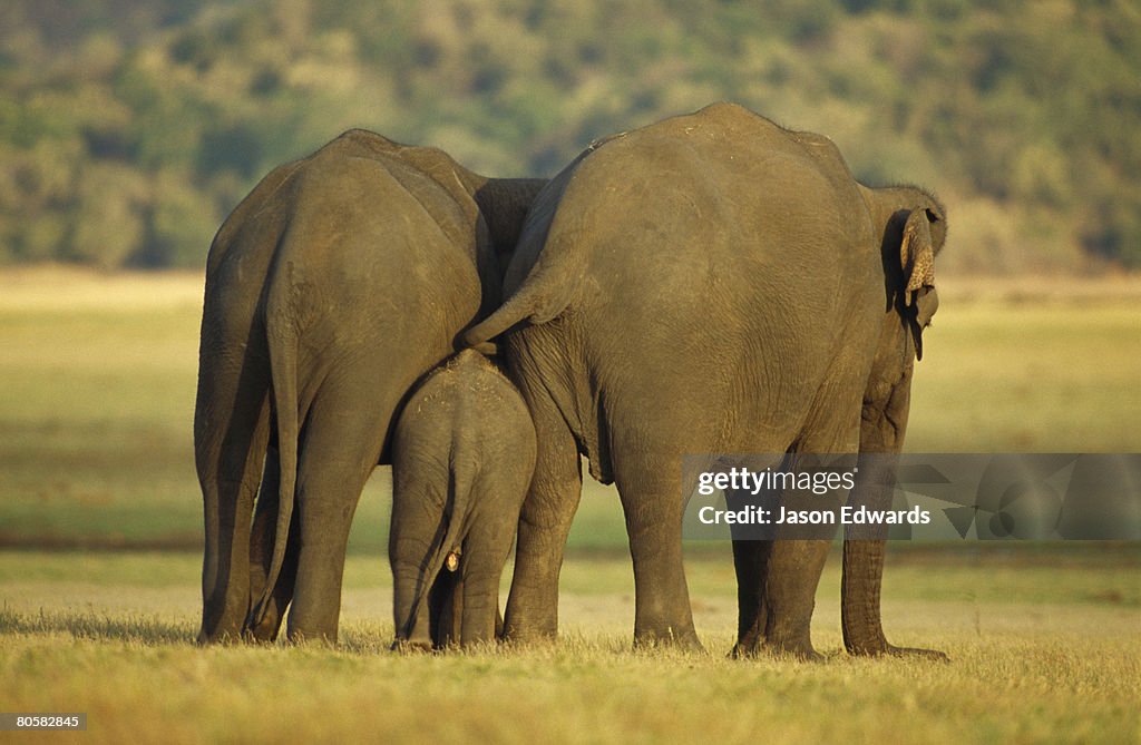 Minneriya National Park, Sri Lanka.