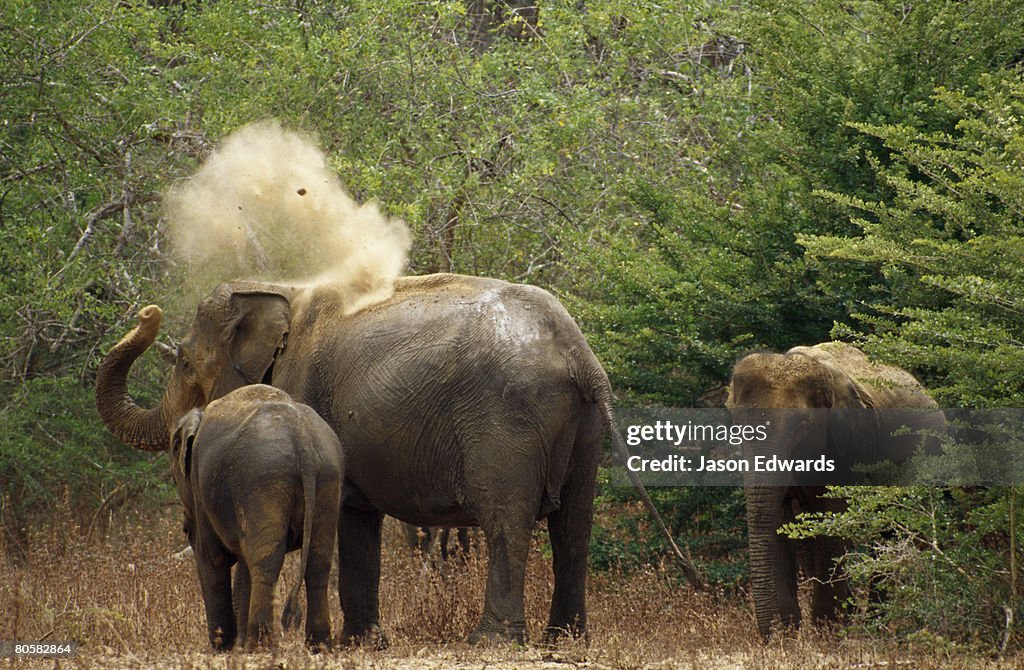 Yala East National Park, Sri Lanka.