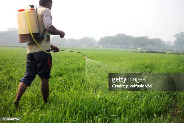 farmer working in wheat field - farmer fertilizer stock pictures, royalty-free photos & images