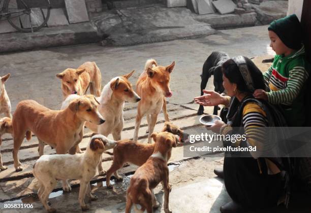 hungriger straßenhunde - indian road stock-fotos und bilder