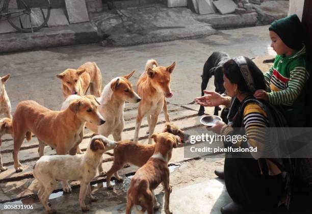 22,571 Stray Animal Photos and Premium High Res Pictures - Getty Images 22,571 Stray Animal Photos and Premium High Res Pictures - Getty Images