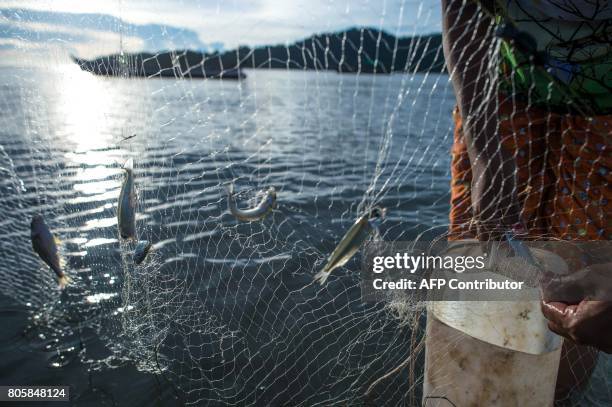 This picture taken on May 13, 2017 shows fish caught in a net set by a Moken woman in shallow waters in Makyone Galet village in the Myeik...