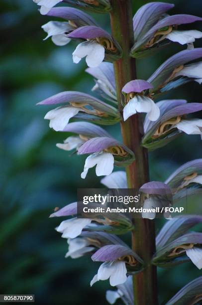 bear's breech flower - acanthus leaf bildbanksfoton och bilder