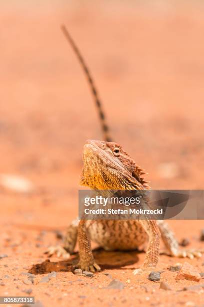 central bearded dragon (pogona vitticeps) - bearded dragon stock pictures, royalty-free photos & images