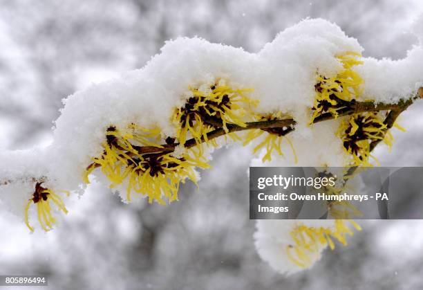 Chinese Witchhazel tree as snow covers its blossom in gardens near Alnwick in Northumberland.