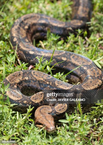 709 Burmese Python Snake Stock Photos, High-Res Pictures, and Images ...