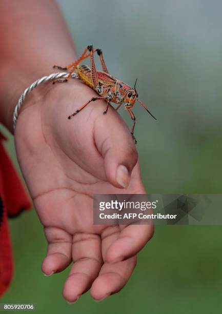 Citlalli Briseno plays with a lubber grasshopper at the Arthur R. Marshall Loxahatchee National Wildlife Refugee in Boynton Beach, Florida on June...