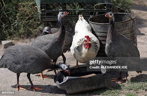 Hen and its Guinea fowls stand as they drink water on April 10, 2008 in Zumba, 100 km west of Harare. Zimbabweans in part of the country go into the...