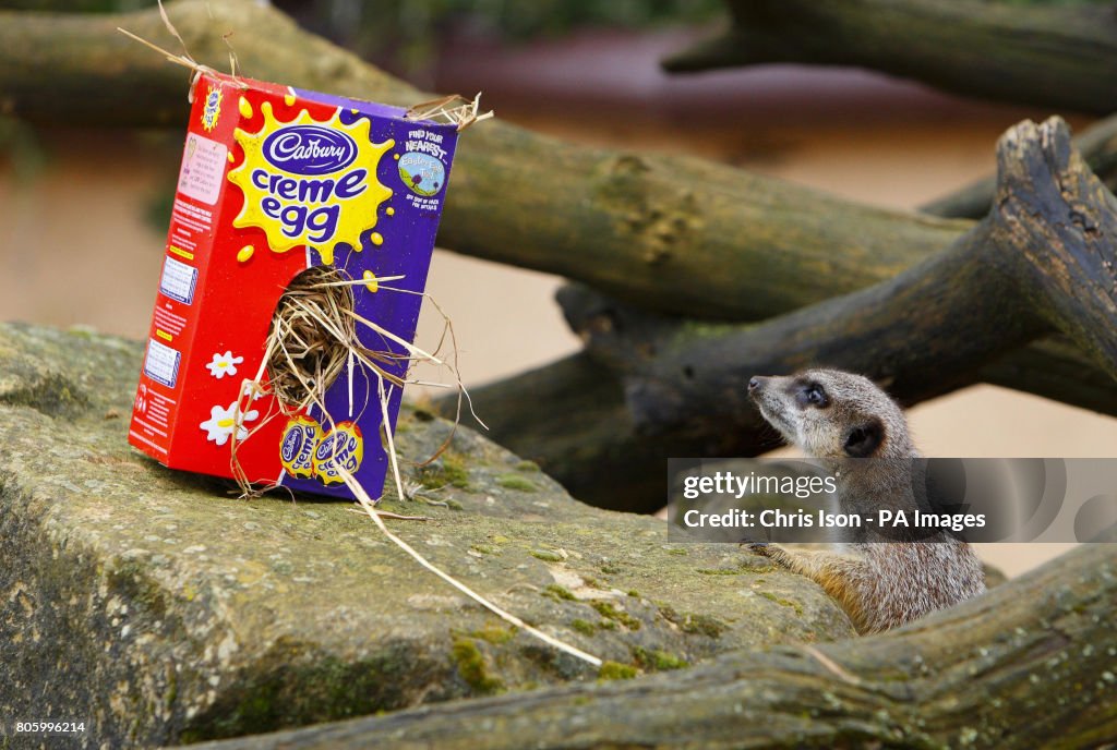 Animals enjoy Easter