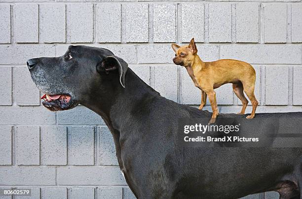 chihuahua on great dane's back - géant photos et images de collection