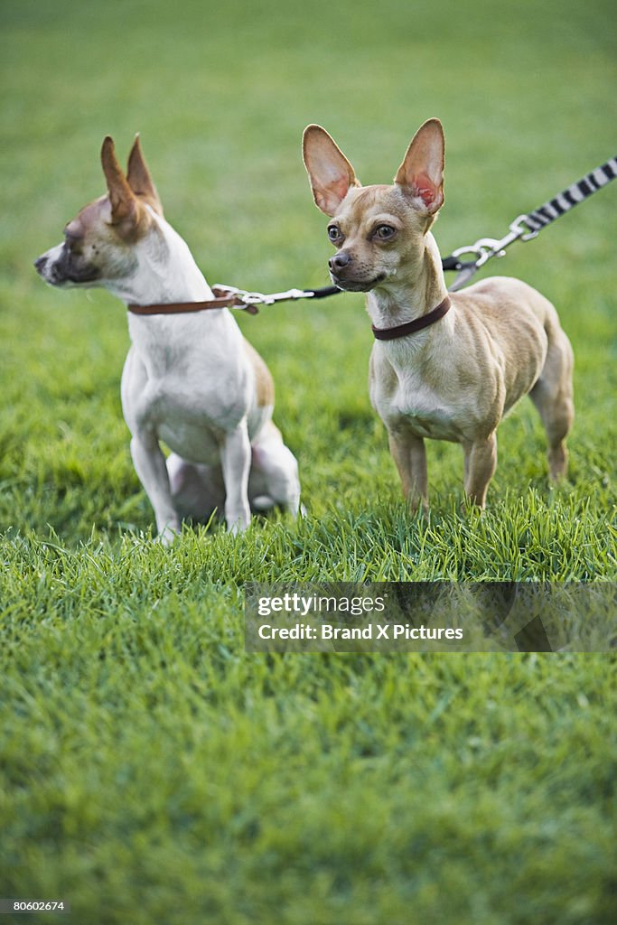 Two Chihuahuas on leash