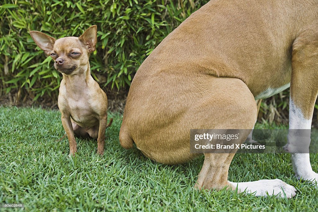 Chihuahua and hindquarters of Boxer