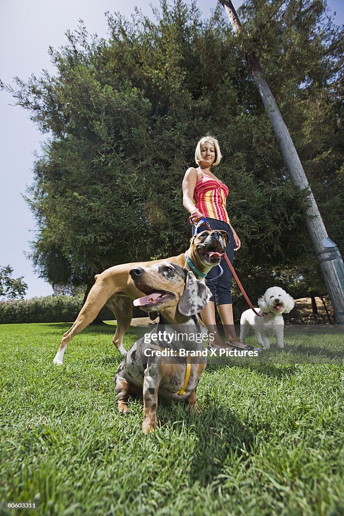 Woman walking Great Dane, Dachshund and Poodle