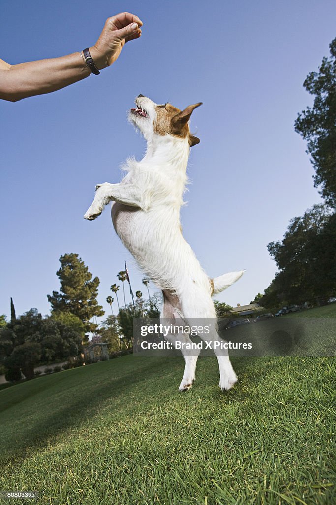 Jack Russell Terrier standing on hind legs