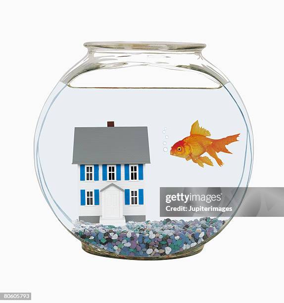 miniature house in goldfish bowl - goldfish bowl stock pictures, royalty-free photos & images