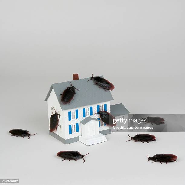 Coackroach House Cockroach Infestation Photos and Premium High Res Pictures - Getty Images