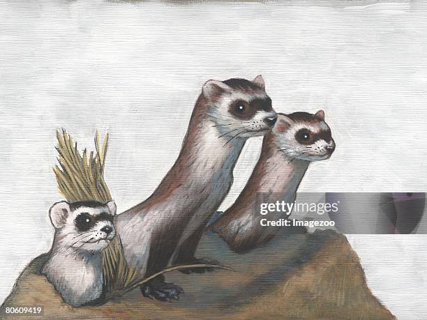 a picture of three blackfoot ferrets - mustela putorius furo stock illustrations
