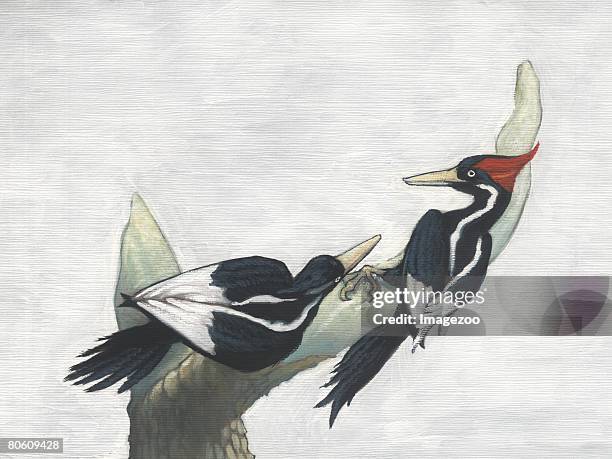 an illustration of two ivory billed wood pecker - ivory billed woodpecker stock illustrations