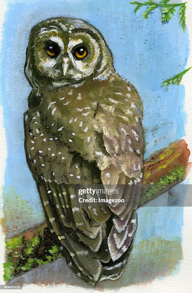 An illustration of a northern spotted owl